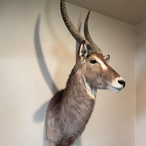 Premium African Waterbuck Shoulder Mount | Ethically Harvested | Luxury Wall Decor | 2200  FREE SHIPPING