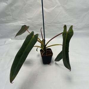 where can i buy a pothos plant Golden Pothos in Trellis, Epipremnum Aureum