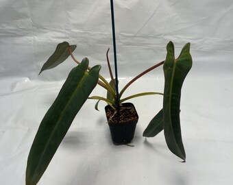 Philodendron Quelali Round X Spiritus Sancti - Etsy