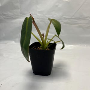 Philodendron Spiritus Sancti - Small