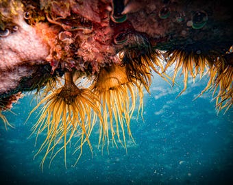 Sea Life Photography