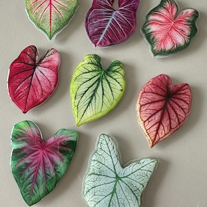 May include: Nine Caladium leaf-shaped stickers in various colours. The leaves feature intricate vein patterns in shades of green, red, pink, and purple. The stickers are arranged on a light grey surface.