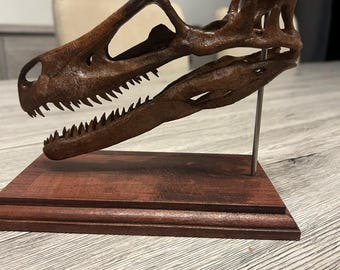 Velociraptor replica schedel
