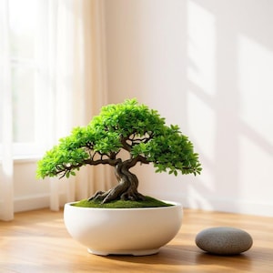 Könnte beinhalten: Ein Bonsai-Baum mit leuchtend grünen Blättern und einem strukturierten braunen Stamm steht in einem weißen Keramiktopf. Ein kleiner, glatter grauer Stein liegt auf dem Holzboden. Die Szene wird von natürlichem Licht erhellt.