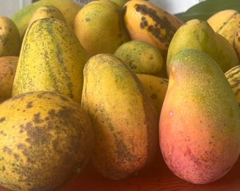 Plantas de mango de la India oriental
