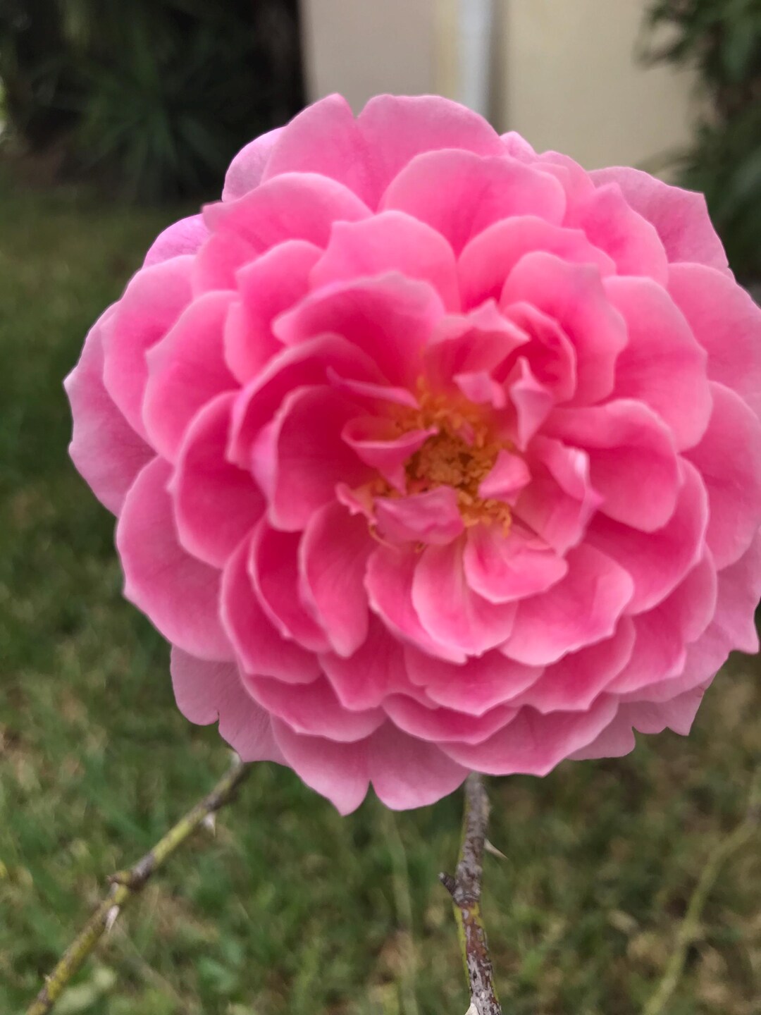 Olympic Roses Olympiad Tea Rose Plants - Etsy