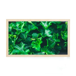 Frame Art TV, Art for Samsung Frame TV, Botanical Art Print, Frame Art TV, Green Art Frame Tv, Digital Art Frame Tv, Samsung Art Frame, Leaf