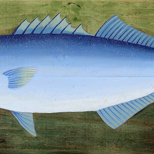 Bluefish