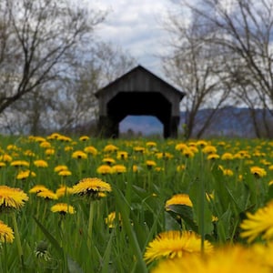 Lente bij de overdekte brug