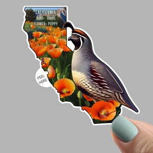May include: A sticker in the shape of California featuring a quail, orange poppies, and the text "CALIFORNIA BIRD- QUAIL FLOWER- POPPY." The quail is gray and brown, and the poppies are bright orange. The sticker has a "PEEL HERE" label.