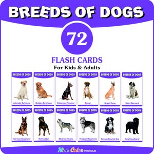 Könnte beinhalten: Ein Set von 72 Lernkarten für Kinder und Erwachsene, die verschiedene Hunderassen zeigen. Jede Karte zeigt eine andere Rasse mit ihrem Namen. Das Design hat einen lila Rand und den Text "BREEDS OF DOGS".