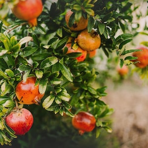 May include: A pomegranate tree branch laden with multiple round, ripening fruits in shades of red, orange, and yellow. The fruits hang among dense, small, pointed green leaves, showcasing various stages of maturity on the woody stems.