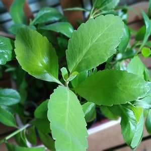 LEAF OF LIFE (Bryophyllum pinnatum).  Fresh green herbal plant in pot. 25cm tall.  Living plant with 10-12 Leaves. Can grow to 70cm height.