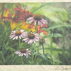 Tarjeta de felicitación de jardín de equinácea - Tarjeta de felicitación de jardín natural - Tarjeta de jardín de flores silvestres