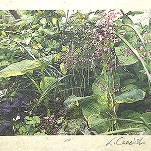 Wenskaart koraalbellen en hosta bloementuin - wenskaart bosbeplanting