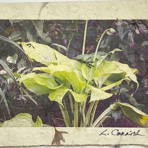 Blumengarten Hosta Grußkarte-Original-Fotographien-Grußkarte signierte Hosta Pflanzen Grußkarte