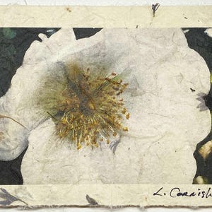 Blume Antike weiße Rose Grußkarte-Original signierte Fotokarte-Weiße Rose Grußkarte