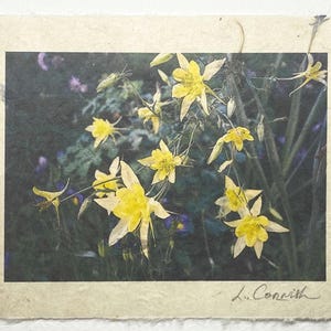Akelei Grußkarte-Gelbe Akelei Blumen Grußkarte-Blumen Natur Grußkarte