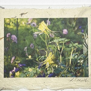Carte de voeux ancolie jaune-carte jardin fleuri-carte de voeux faite main ancolie