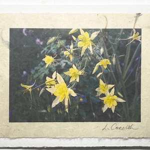 Columbine greeting card-yellow columbine flower greeting card-flower nature greeting card