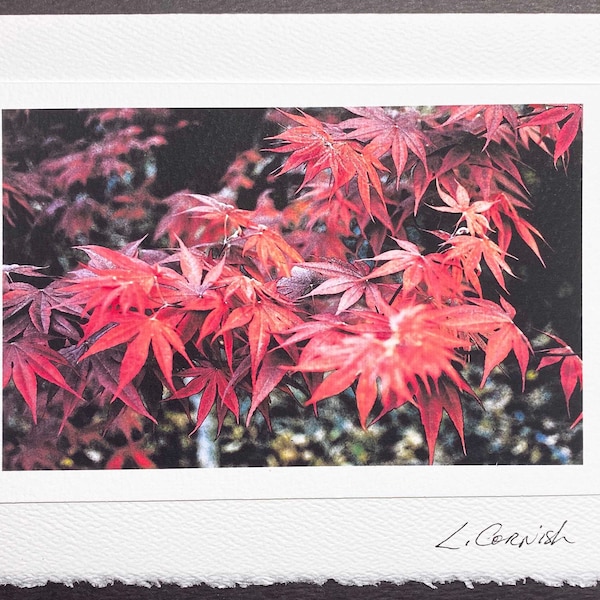 Japanese maple greeting card-red tree greeting card-all occasion original art card-original photograph-signed photo card