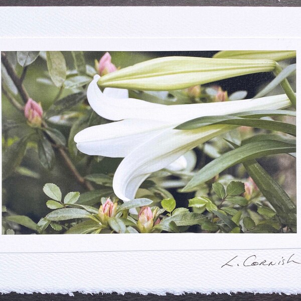 original photo greeting card-white easter lily greeting card-card for gardener-plant lover greeting card-Easter card