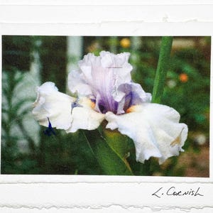 Iris Blume Foto Grußkarte-Original Foto Karte-Lavendel Iris Grußkarte-Blanko Blumenkarte-signierte Grußkarte