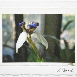 Grußkarte signierte Original-Fotografie Gehende Iris-Naturliebhaber Grußkarte-Weiße Gehende Irispflanze Blumenkarte