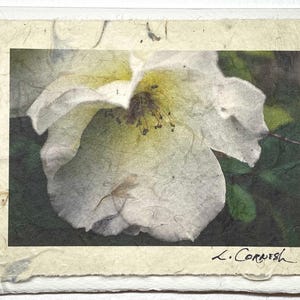 Blumen handgemachte Grußkarte weiße Rose-Original signierte Fotografie Rosenkarte-weiße Rose gelbe Mitte Grußkarte