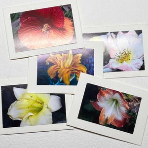 Cartões de presente com flores - vários cartões de presente com flores