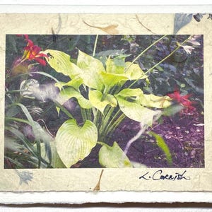 Flower garden Hosta greeting card-Original signed photograph greeting card-Plant lover greeting card