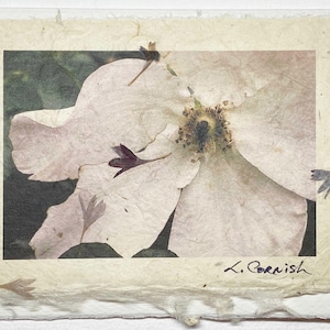 Carte-photos Fleur blanche, rose simple - Carte de voeux artistique jardin fleuri - Rose blanche sur papier pétale