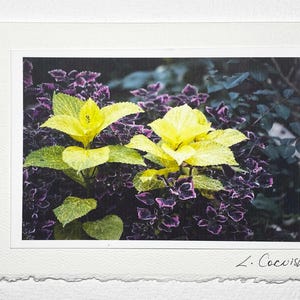 Tarjeta de felicitación de jardín de flores Coleus colorido - Tarjeta de felicitación de jardín Coleus - Tarjeta de felicitación con impresión original