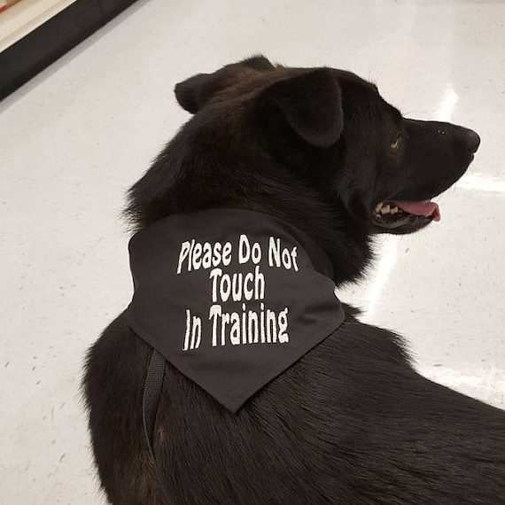 dog in training bandana