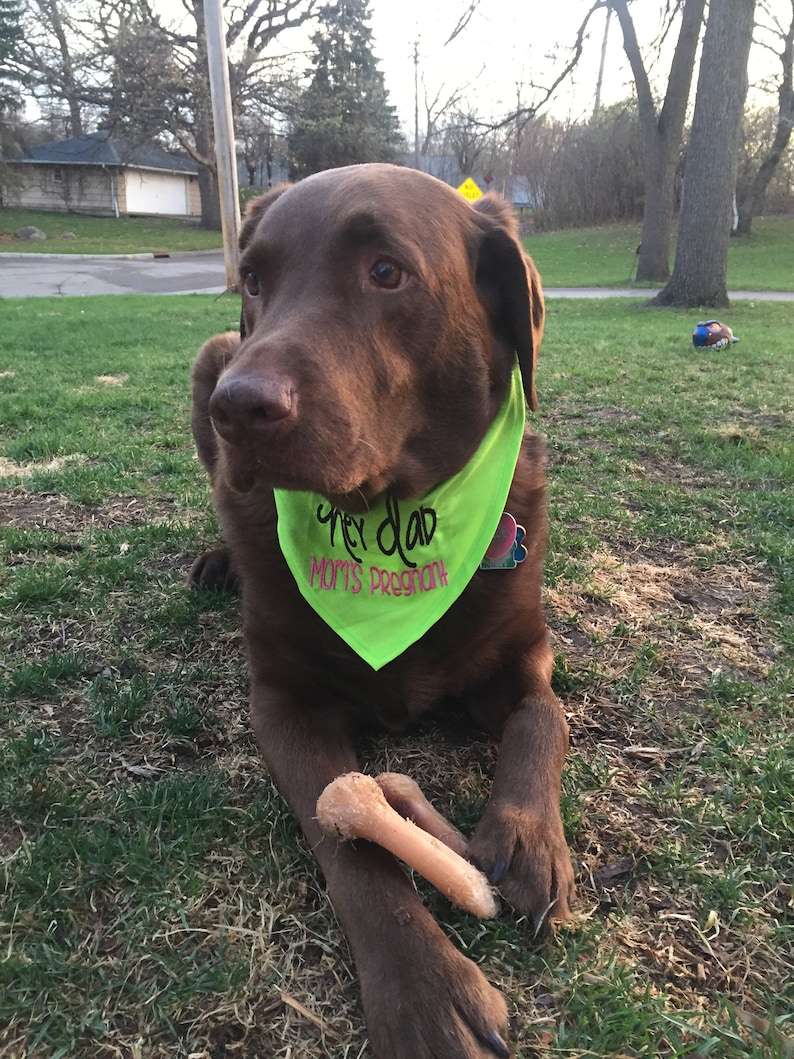 Hey Dad Mom/'s Pregnant Dog Bandana for Pregnancy Announcements or Photos