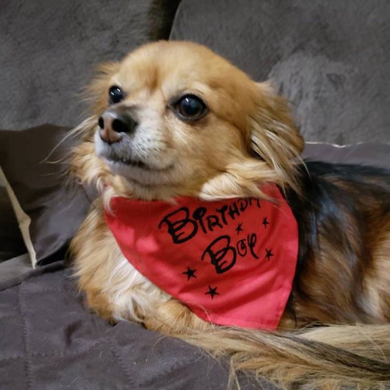 birthday girl bandana for dogs