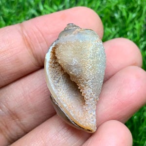 100% Natural Fossilized Snail Shell Crystal collectors fossil lovers unique home décor or spiritual gifts