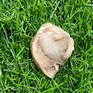 100% Natural Fossilized Snail Shell A rare specimen preserve spiral shape Interior lined with natural druzy quartz for glittering finish