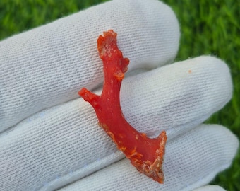 Natural Red Coral Branch: Italian Moonga Gemstone, Healing Stone