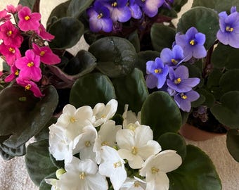 4 x fresh cuttings mixed African violet houseplant cuttings bundle