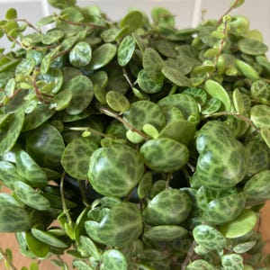 May include: A trailing Peperomia prostrata plant, commonly known as String of Turtles, featuring numerous small, round, succulent leaves with a distinct dark green marbled pattern on a lighter green background, growing on thin, reddish-brown stems.