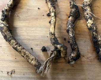 4 x fresh horseradish roots ready to plant  free delivery grow your own