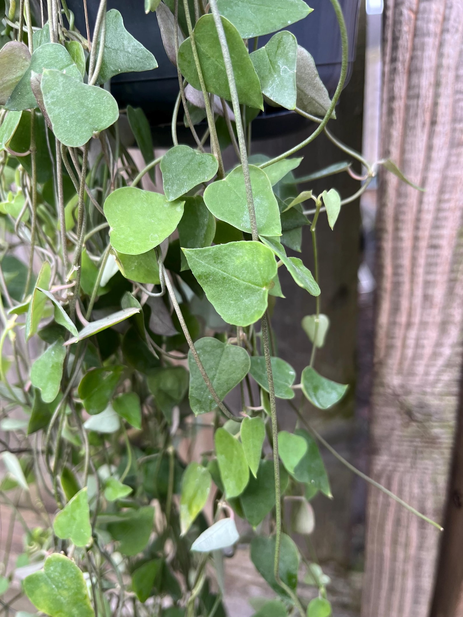 3 X Rare Croatia Remy . String of Spades Fresh Cuttings Free Delivery ...