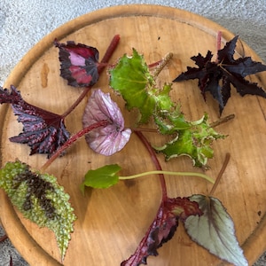 May include: A collection of assorted begonia leaves with varied shapes and textures, featuring colours including deep burgundy, vibrant green, and soft silver-pink, each with a distinct stem, arranged together on a circular wooden surface.