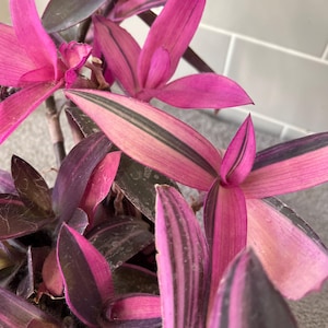 May include: A close-up shot of a Tradescantia plant, with vivid pink and purple foliage. The leaves display dark green and black stripes, offering a striking contrast. The stems are a deep purple, presenting a lush and colourful appearance.