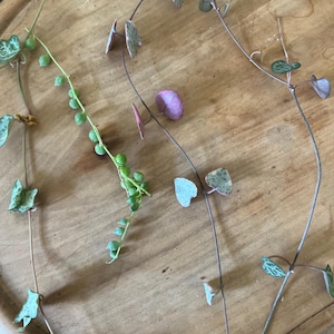 Set of 4 different strings of house plant unrooted cuttings