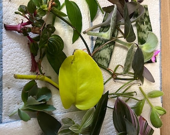 Mystery rehab / rescue box of 20 houseplant cuttings free delivery