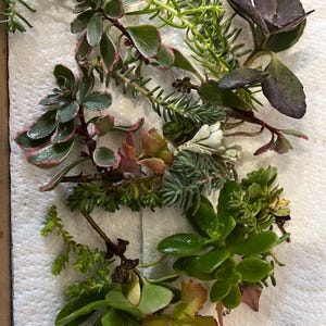 May include: A collection of succulent cuttings in shades of green, pink, and purple. The cuttings are displayed on a white paper towel, highlighting diverse leaf shapes and textures, ideal for propagation or crafting projects.