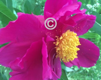 Hot Pink Peony Flower - 5x7 PHOTO PRINT - other sizes available