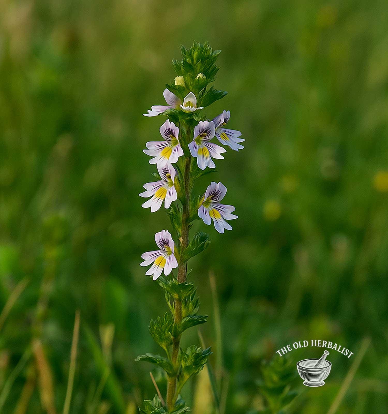 Eyebright Herb (euphrasia Officinalis)  Loose Leaf Tea | Dried Eyebright  Leaves | Herbal Infusion - Etsy